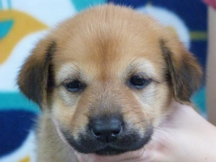 chinook puppy